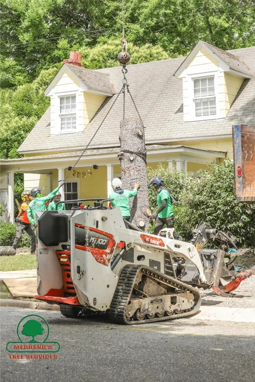 Medrano's tree service crew lifting a tree trunk beside a house